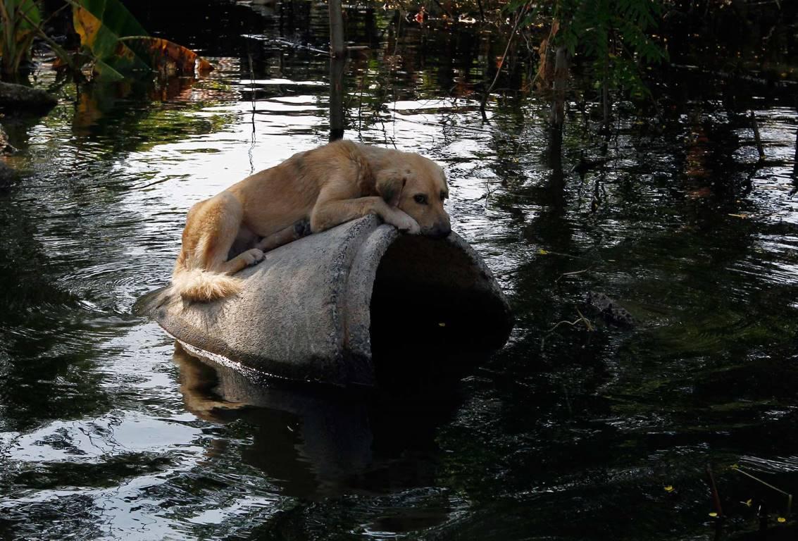 Брошенная собака сидит на бетонной трубе в затопленном районе Бангкока (Таиланд), 16 ноября 2011 года.