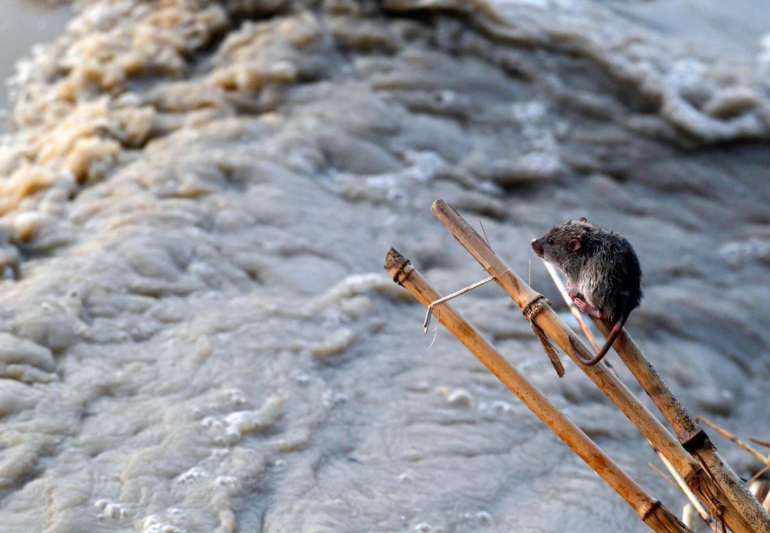 Мышь взобралась на бамбуковую палочку спасаясь от разлива реки Ямуна в Нью-Дели, 19 июня 2013 года.