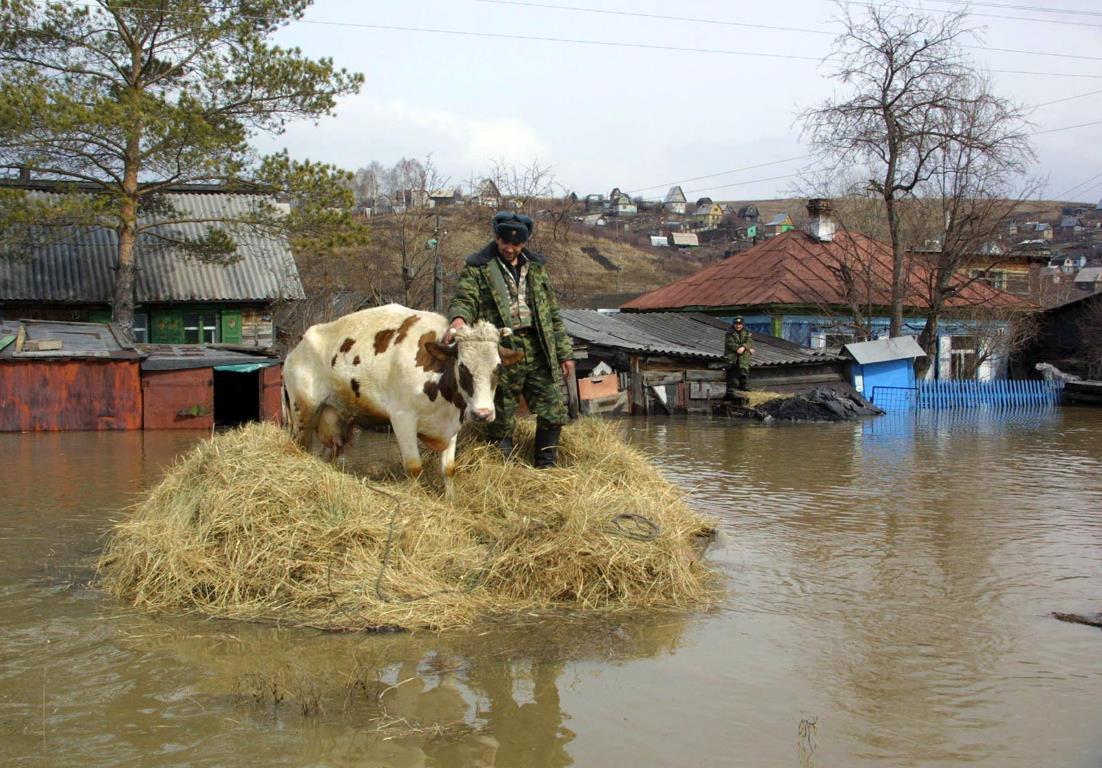 Спасатель спасает корову, которая оказалась ловушке в затопленном селе Смирновка Сибирского региона (Россия), 17 апреля 2004 года.