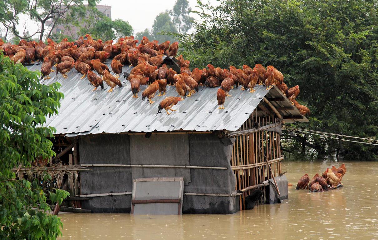 Куры взобрались на крышу курятника, чтобы избежать наводнения после мощного тайфуна "Утор" в Маомин, провинция Гуанчжоу (Китай), 15 августа 2013 года.