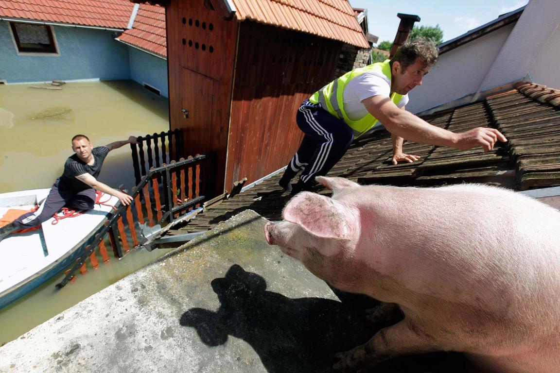 Спасатель поднимается на крышу дома, чтобы накормить спасенную от наводнения свинью.