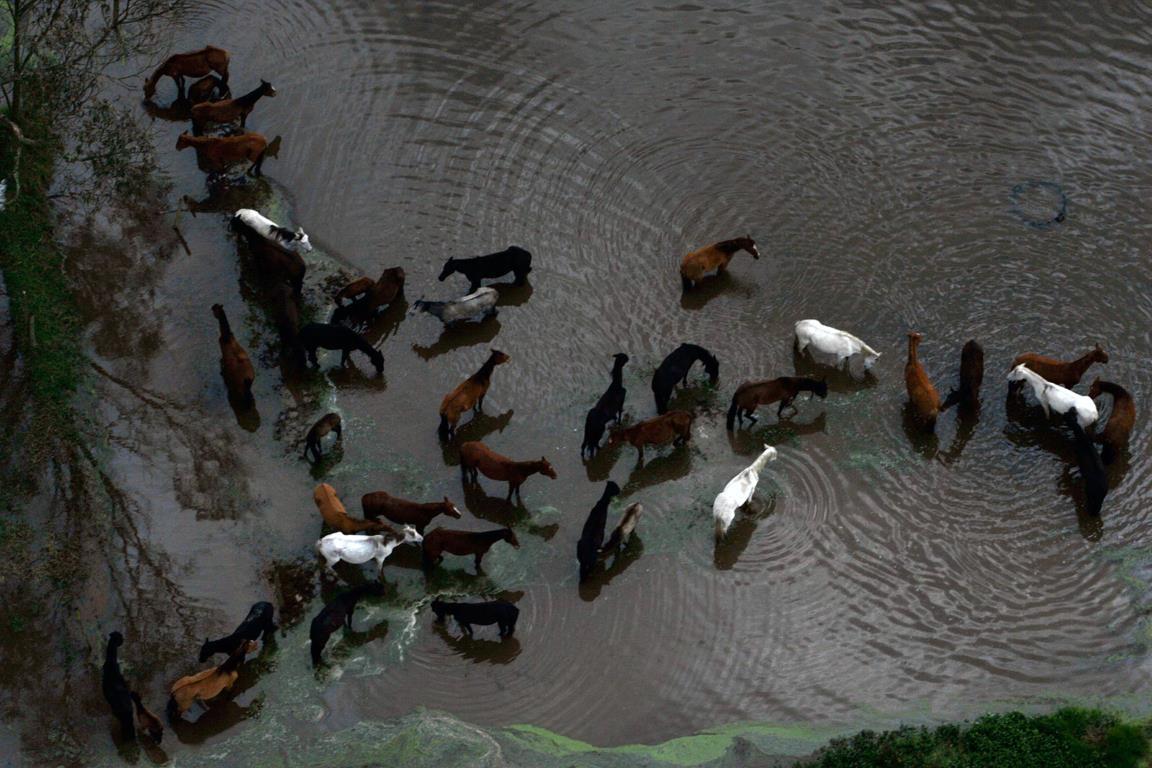 Лошади пробираются через затопленное от наводнения поле в Боготе (Колумбия), 19 ноября 2010 года. 