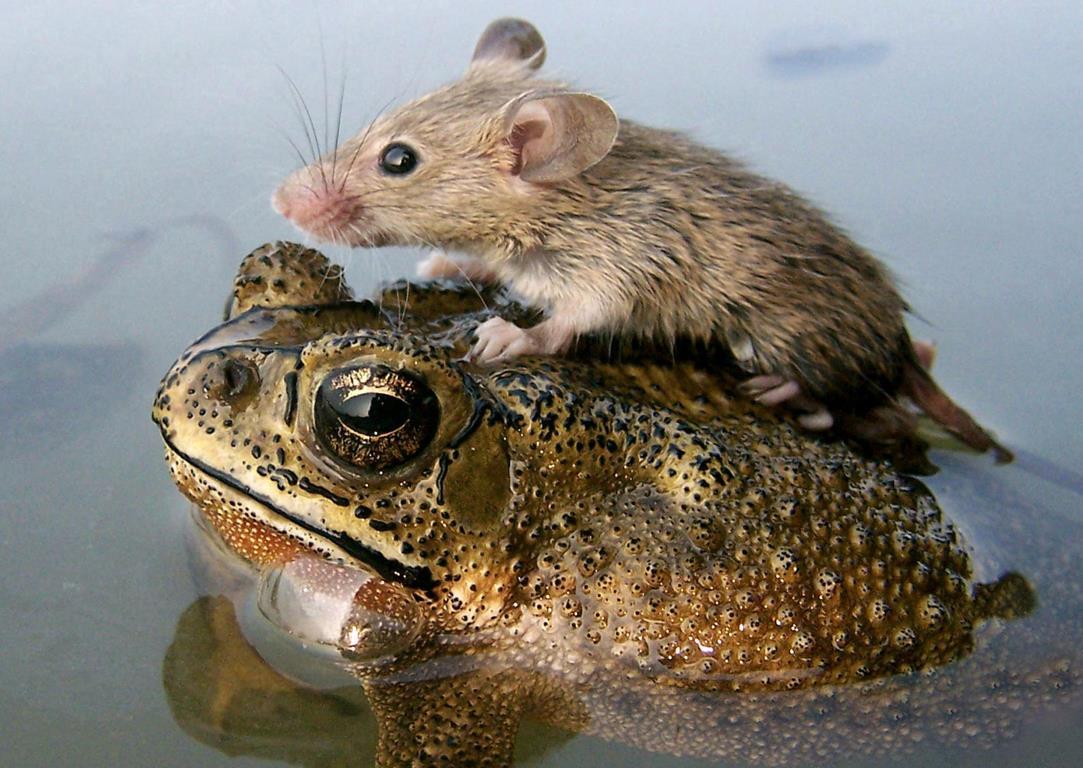 Мышка спасается от наводнениях в северном индийском городе Лакхнау 30 июня 2006 года, забравшись верхом на лягушку.
