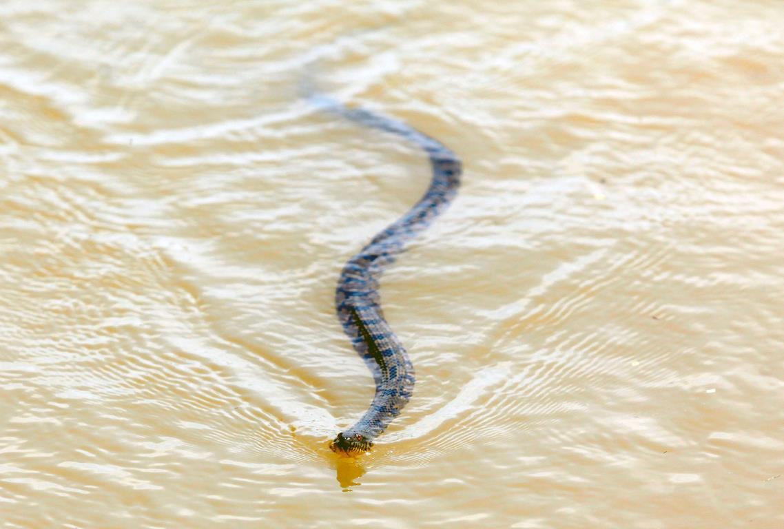 Змея спасается от наводнения в Холли Гров (штат Арканзас), 10 мая 2011 года.