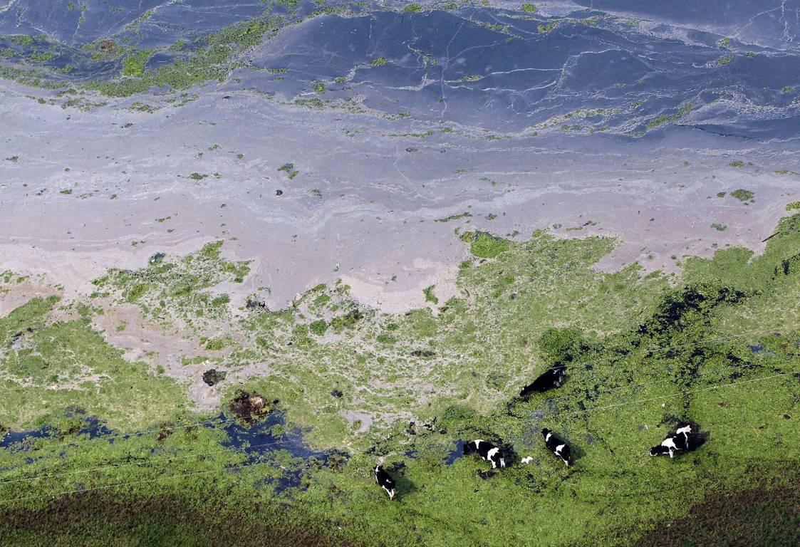 Коровы на затопленном поле в Кахика недалеко от Боготы (Колумбия), 21 мая 2011 года.