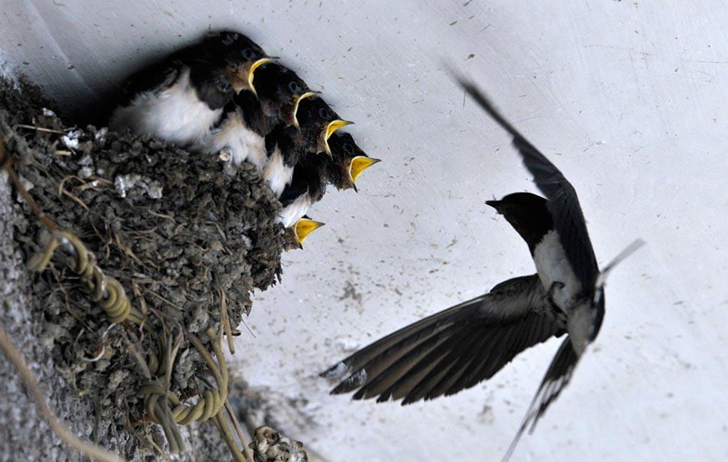 Ласточка кормит своих птенцов, сидящих в гнезде под крышей жилого дома в поселке Гуйян провинции Гуйчжоу, 5 мая. (Reuters)