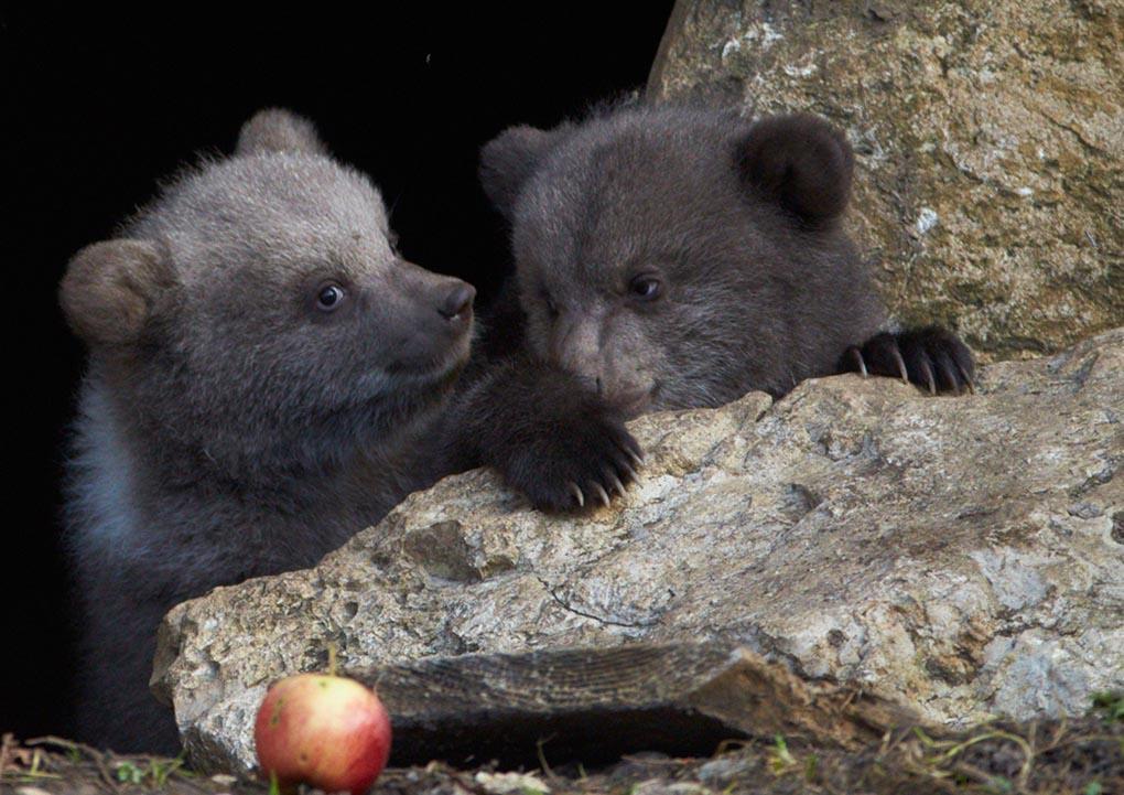 Два коричневых медвежонка играют в вольере в Juraparc - парк возле Vallorbe, 7 апреля. 18-летняя медведица по имени Ursina, родила 2-х детенышей - Кинга и Зои в январе 2014 года. Еще до рождения медвежат, самец-медведь был отправлен в другой вольер, дабы избежать конфликта между отцом и детьми. (Denis Balibouse/Reuters)