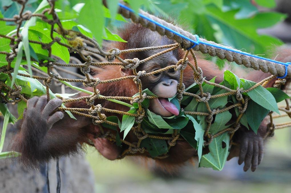 10-месячный Борнейский орангутан Ризки учится кусать и жевать листья в зоопарке Сурабая, поскольку 19 мая его должны выпустить на волю. Два детеныша орангутана, братья, были найдены 14 мая 2014 года в Национальном парке Кутаи в критическом состоянии, так как от них отказалась мать. Центр защиты орангутанов взял на себя заботу по кормлению и лечению животных, у которых, как оказалось, было 16 ран в области рук и ног. (Robertus Pudyanto/Getty Images)