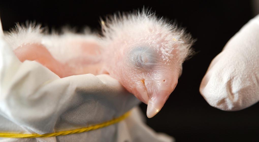 Цыпленок попугая Ара по имени Карла, весит всего 26 граммов и находится под защитой Общества по сохранению исчезающих видов в Schoeneiche. Германия, 17 апреля. (PATRICK PLEUL/EPA)