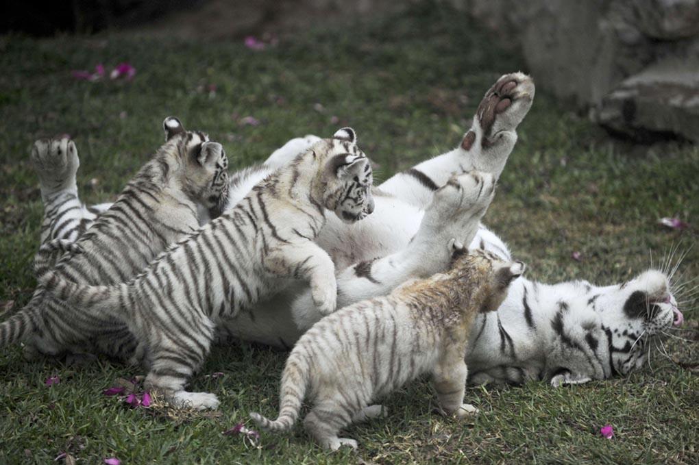 Белая бенгальская тигрица-мать резвится с тремя детенышами, которые родились в зоопарке Huachipa в Лиме, 29 апреля. (ERNESTO BENAVIDES/AFP/Getty Images)