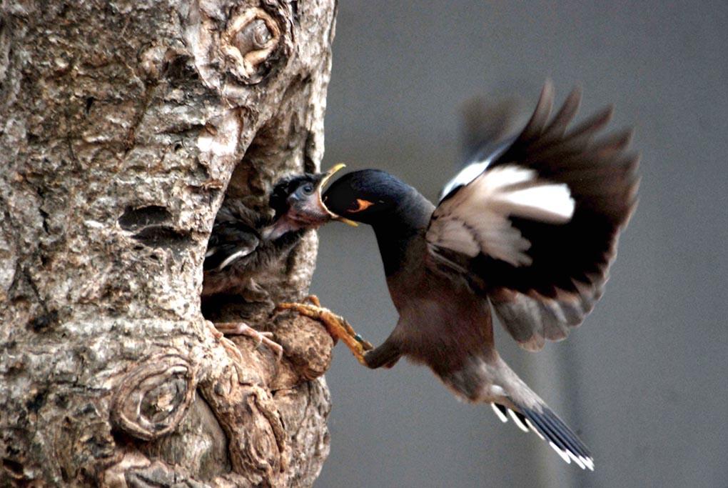 Птица майна кормит своего птенца в гнезде. Бхубанешвар, 4 мая. (ASIT KUMAR/AFP/Getty Images)