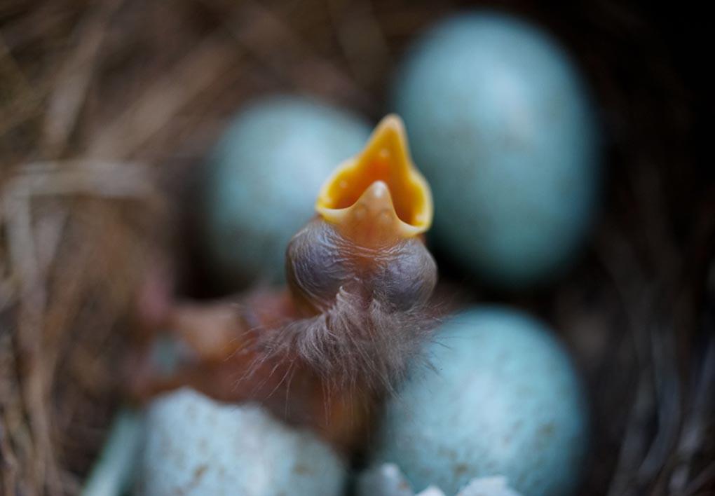 Только что вылупившийся цыпленок дрозда открыл клюв, а рядом с ним в гнезде лежат еще 3 яйца. Франкфурт-на-Майне, западная Германия, 13 апреля. (ARNE DEDERT/AFP/Getty Images)
