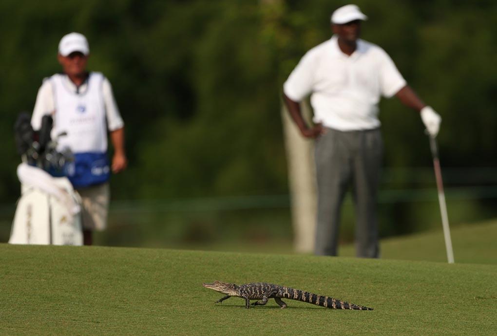 Виджей Сингх смотрит на маленького детеныша аллигатора, который медленно шагает по полю. Цюрих, классический гольф. 25 апреля, Авондейл, Луизиана. (Chris Graythen/GettyImages)