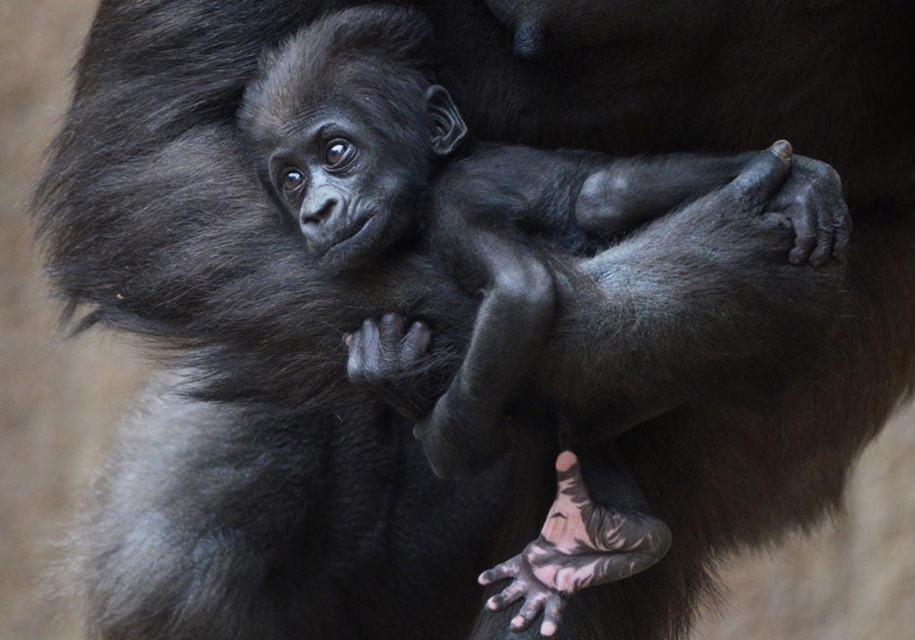 Детенышу гориллы около 2-х месяцев и зовут его Диарра. Он лежит на руке у своей матери Кумили в зоопарке в Лейпциге. 8 мая, Восточная Германия. (HENDRIK SCHMIDT/AFP/Getty)