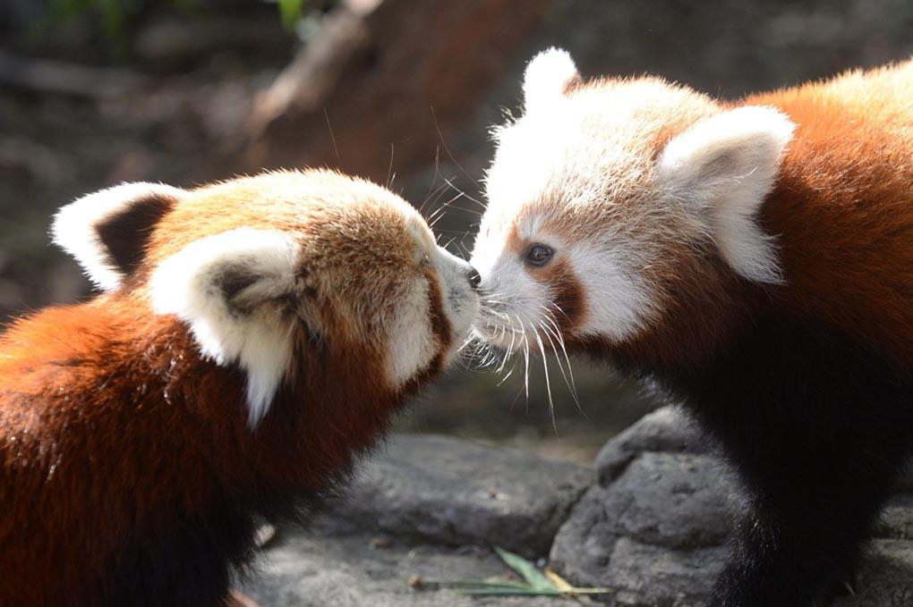 Один из 2-х детенышей красной панды (справа) нюхает свою мать Eilisha. Он родился в Национальном зоопарке в Канберре, Австралия, 8 мая. (ALAN PORRITT/EPA)