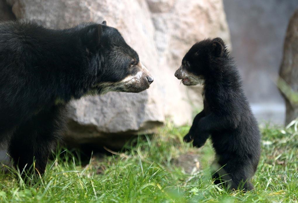 Пятимесячный безымянный медвежонок разглядывает свою мать Huanca в зоопарке в Дуйсбурге. (ROLAND Weihrauch/AFP/Getty Images)
