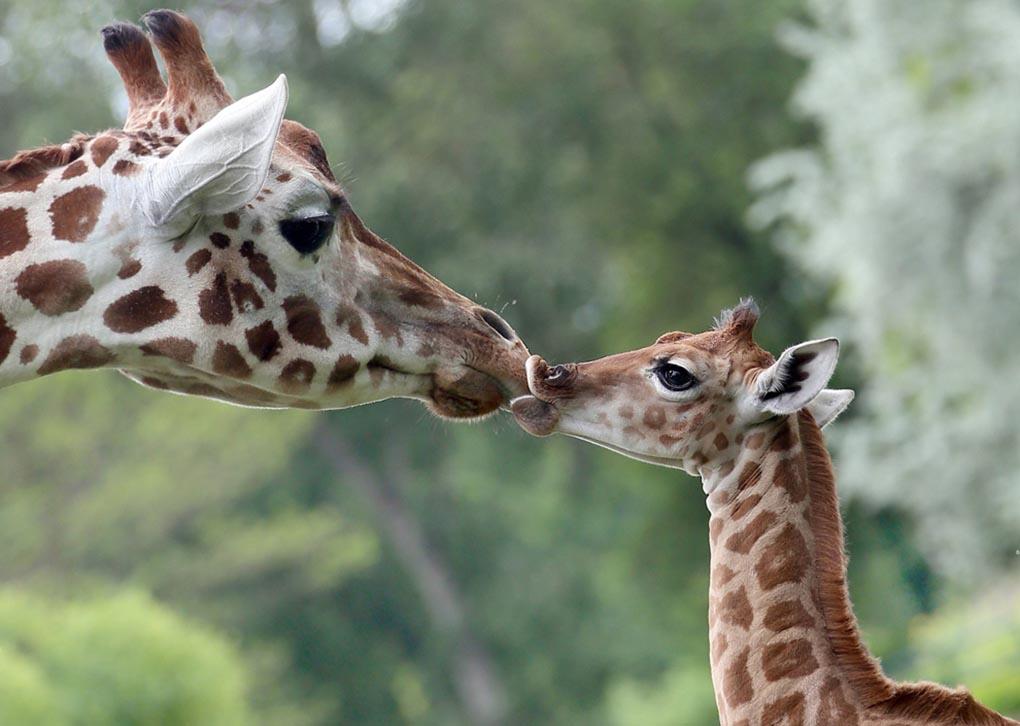 Девятидневный жираф Bine лижет нос своей тети Андреа в Фридрихсфельде - зоопарк в Берлине, Германия, 9 мая. Детеныш жирафа появился на свет 30 апреля днем и многочисленные посетители могли наблюдать его рождение. (STEPHANIE PILICK/EPA)