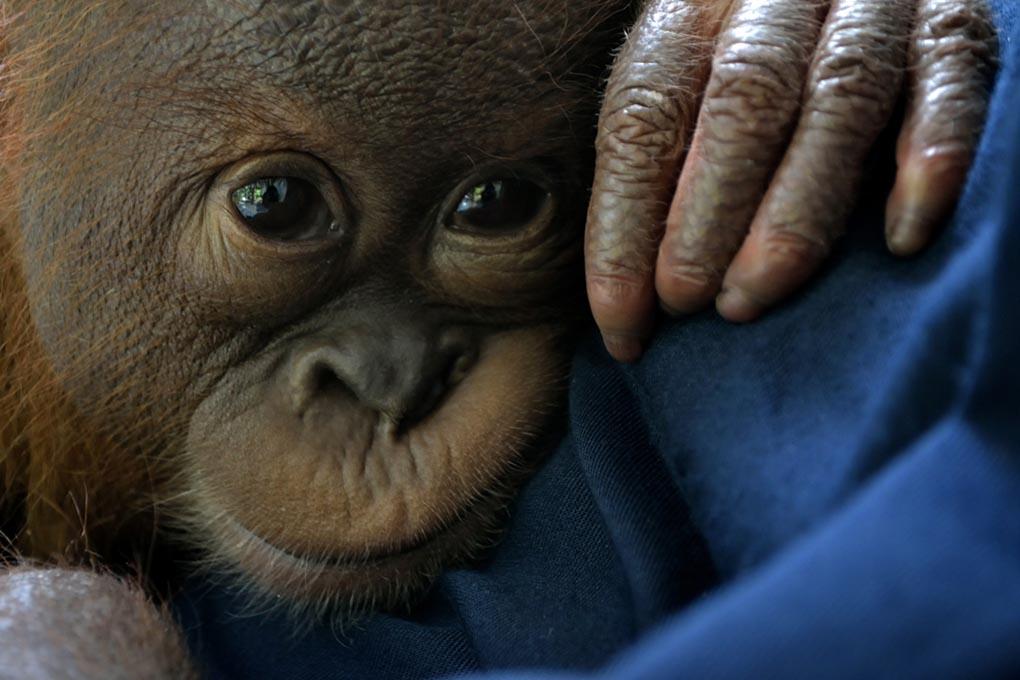Спасенный детеныш Суматранского орангутана по имени Сибой проходит реабилитацию в Центре сохранения орангутанов на острове Суматра. (SUTANTA ADITYA/AFP/Getty Images) 