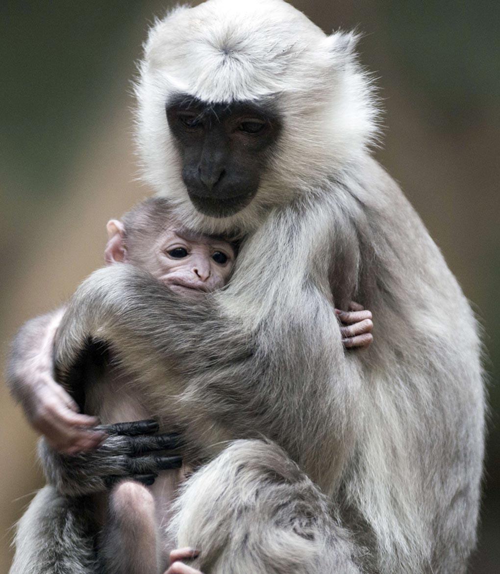 Серая лангура мать, обняв, держит своего детеныша Салли в Берлинском зоопарке в Берлине. Серые лангуры проживают в общине, в которой самец живет вместе с несколькими самками и их потомством. (JOHANNES EISELE/AFP/Getty Images)
