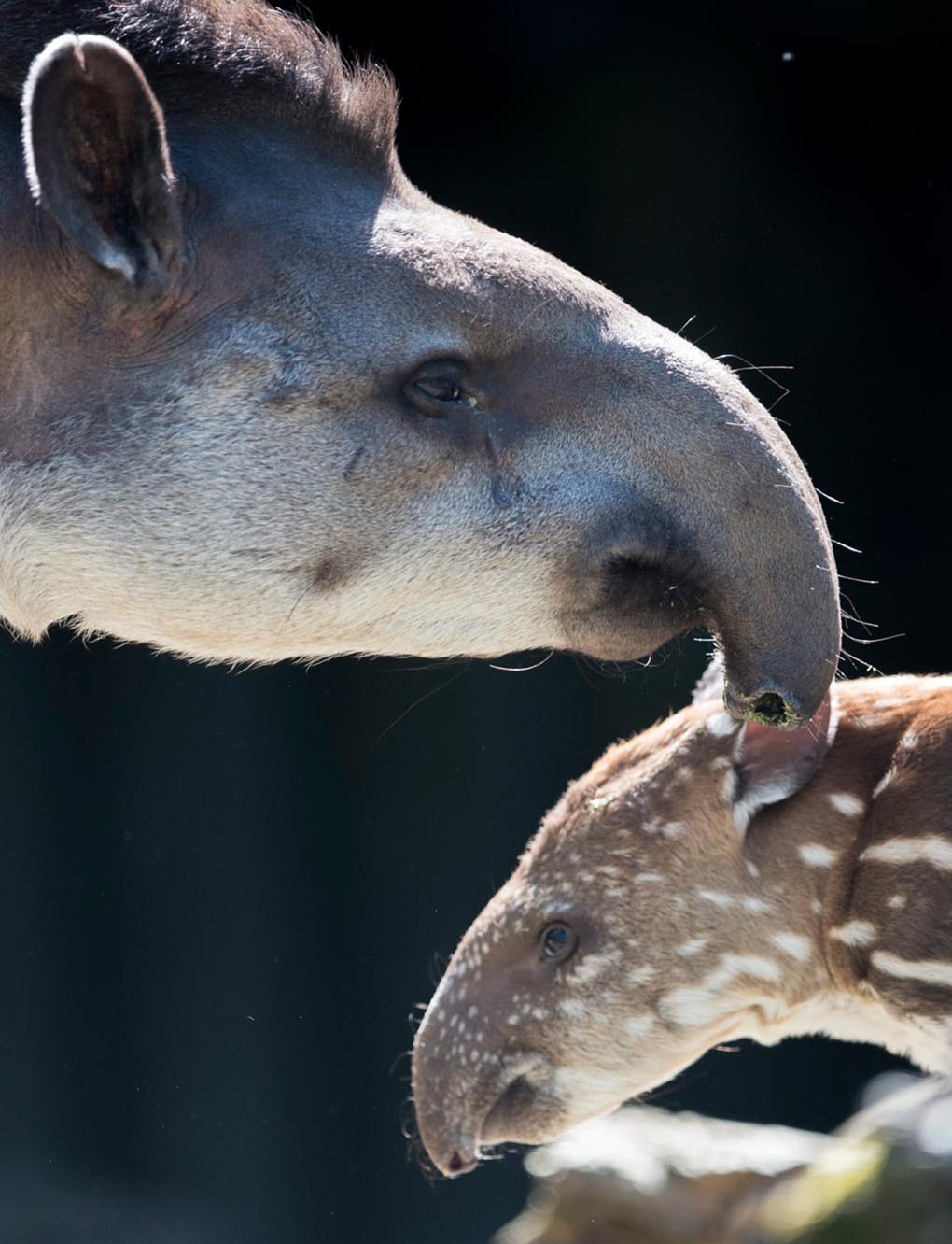 Молодой тапир родился 30 апреля. Он стоит около своей матери на территории зоопарка в Цюрихе, Швейцария, 21 мая. (ENNIO Leanza/EPA)