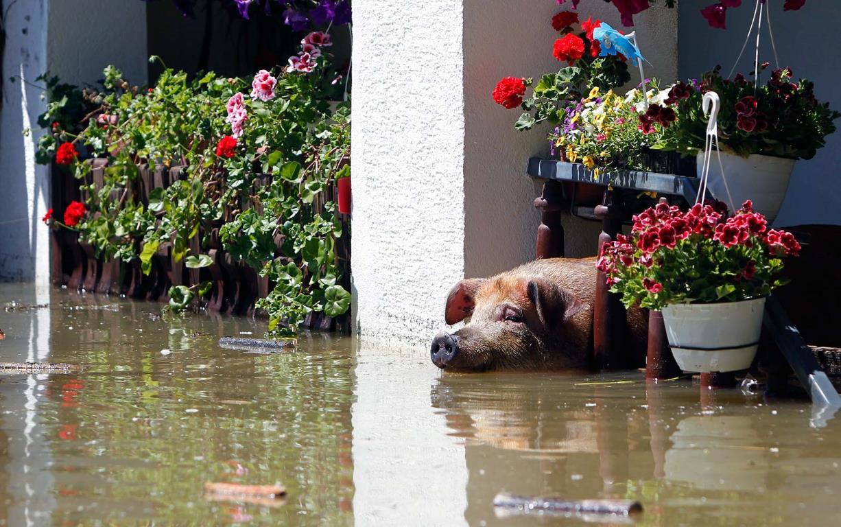 Свинья ждет своего спасителя во время сильного наводнения 19 мая 2014 в деревне Войскова, Босния и Герцеговина.