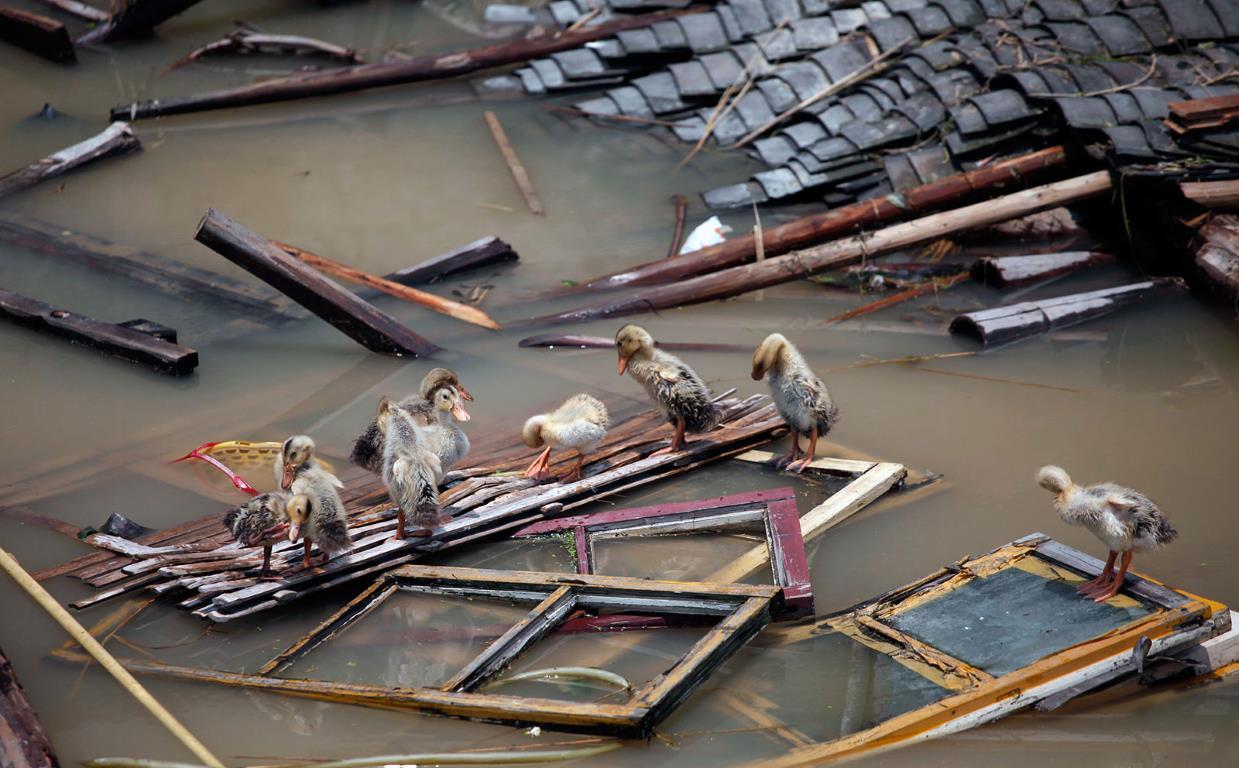 Утята взобрались на оконные рамы развалившегося дома в результате наводнения в провинции Чжэцзян (Китай), 18 июня 2011 года.