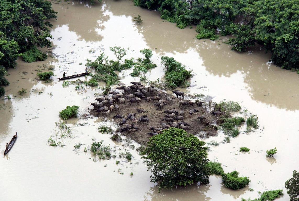 Люди в лодках проплывают мимо "попавших в капкан" буйволов в северо-восточном индийском штате Ассам, 1 июля 2012 года.