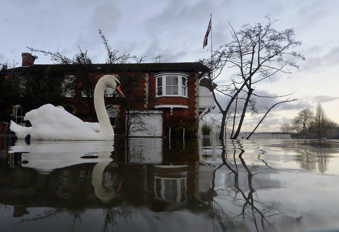 Лебеди плавают рядом с прибрежными хозяйствами частично затопленными после наводнения в Хенли-на-Темзе (Южная Англия), 13 января 2014 года.