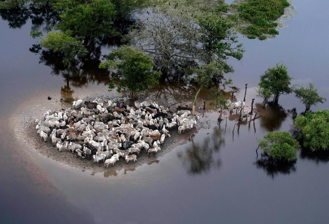 Крупный рогатый скот спасается от паводковых вод в провинции José Ballivián (Боливия), 8 февраля 2014.