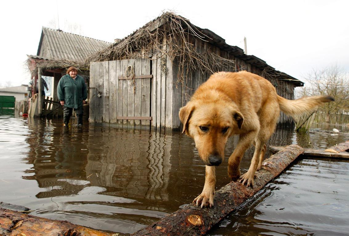 Собака аккуратно ходит по деревянным настилам, проложенным в затопленном дворе в селе Хлюпина, примерно в 170 милях к югу от Минска (Беларусь), 15 апреля 2013 года.