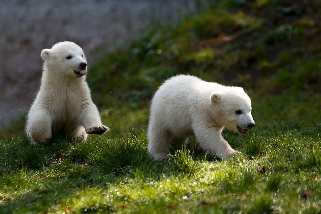 Два полярных медвежонка Нэла и Нобби играют неподалеку от своего вольера в Tierpark Hellabrunn - зоопарк в Мюнхене, 7 апреля. (Michael Dalder/Reuters)