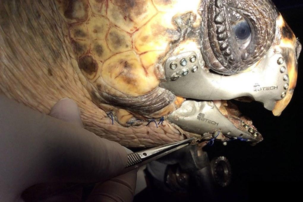 Врачи имплантировали черепахи распечатанную на 3D принтере титановую челюсть