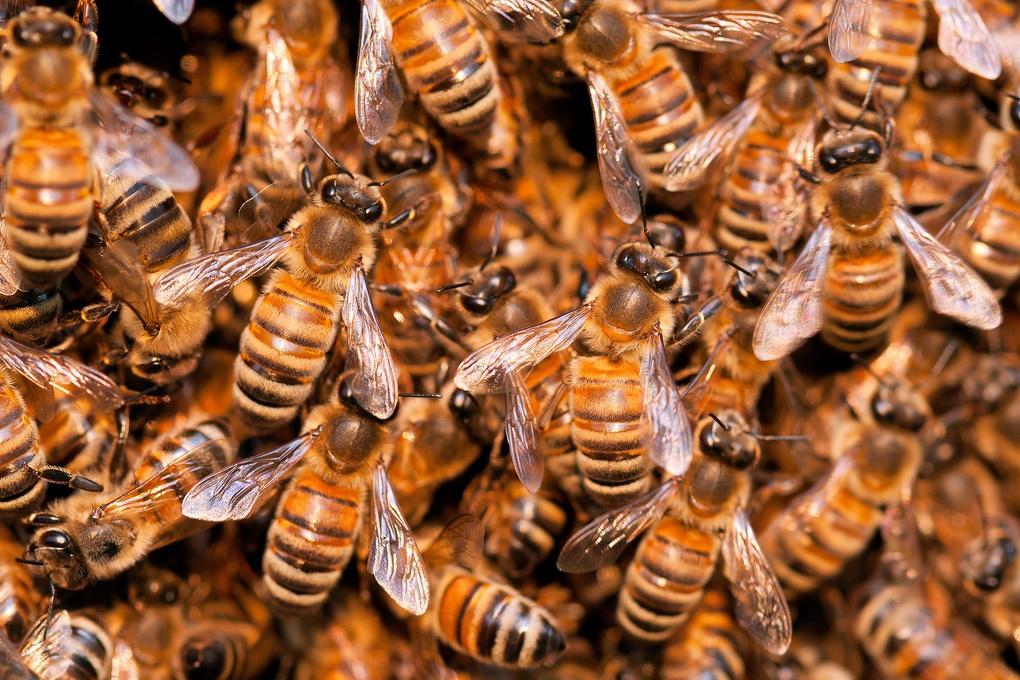 За год американские пчеловоды потеряли 40% пчёл