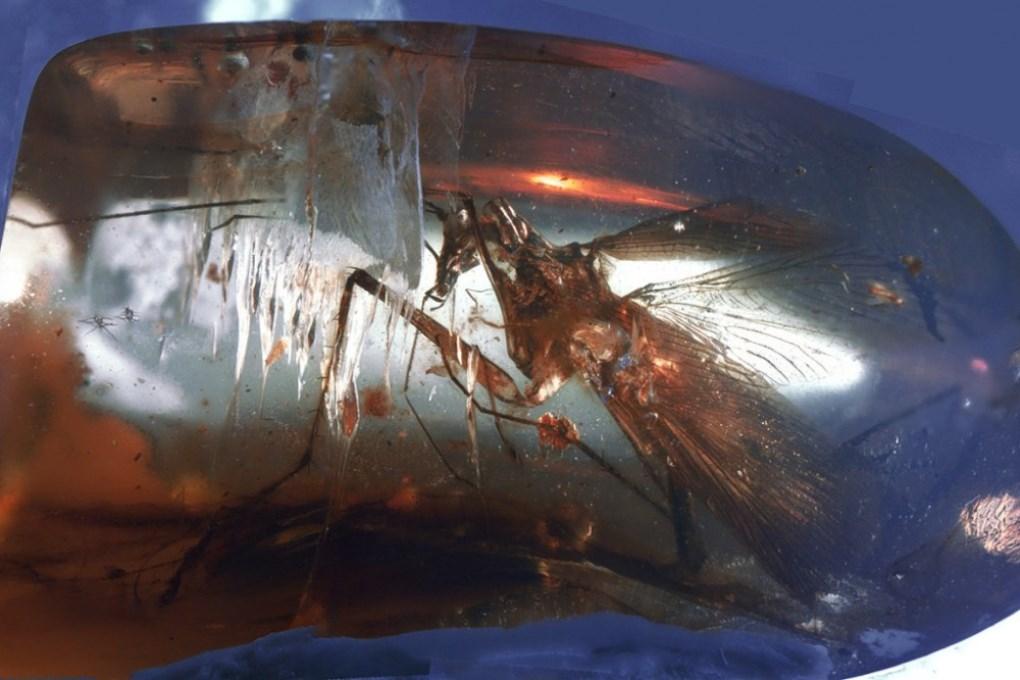 Геологи нашли хищного таракана возрастом 100 млн лет