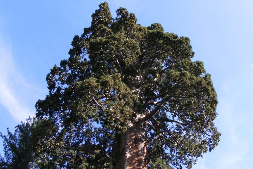Известному калифорнийскому дереву всего 777 лет