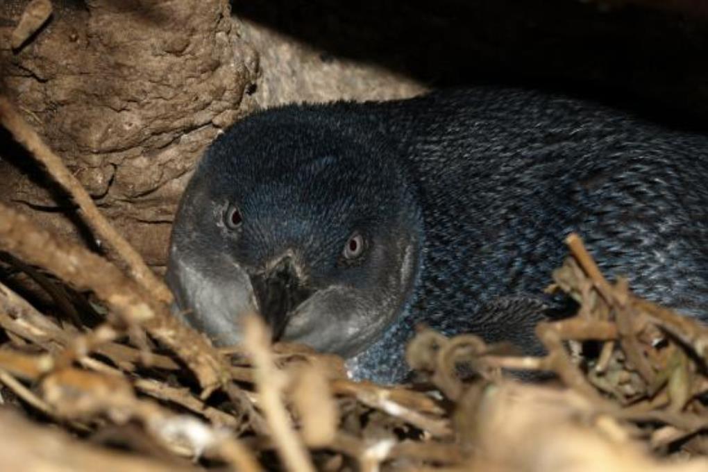 В Австралии туристы могут пожить с пингвинами