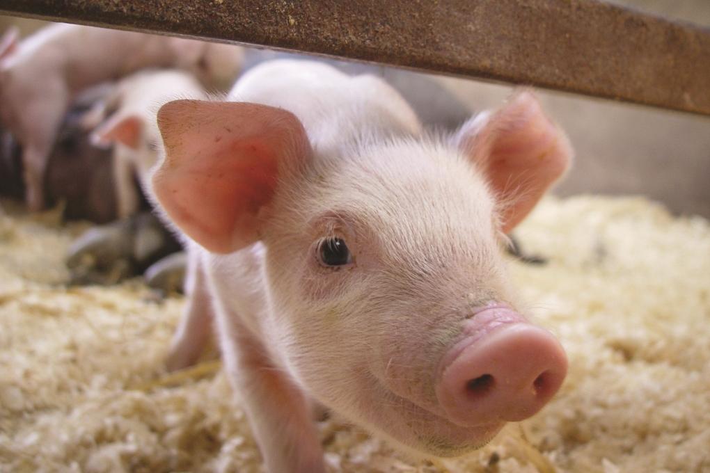 Ученые начали выращивать человеческие органы у свиней
