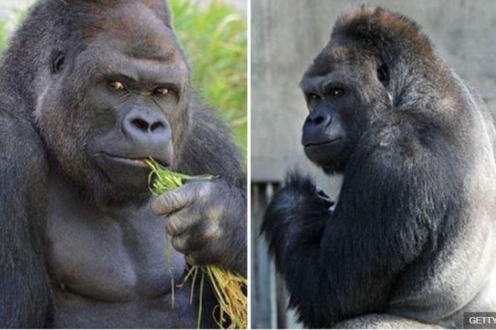 В японском зоопарке живет самая красивая в мире горилла