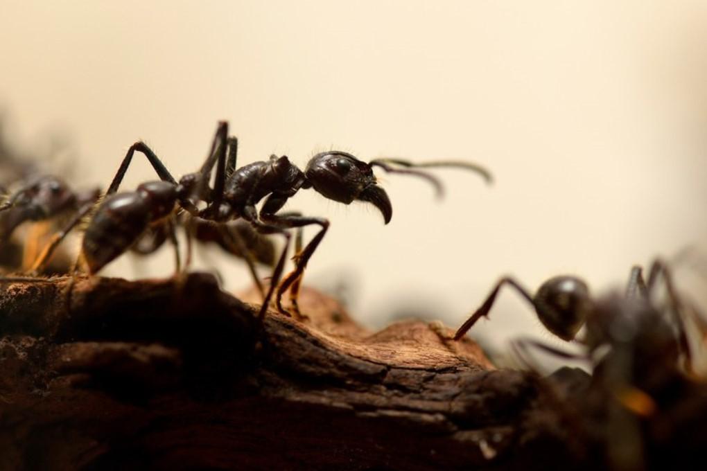 Чтобы выжить в пустыне, мужчина шесть дней ел муравьев