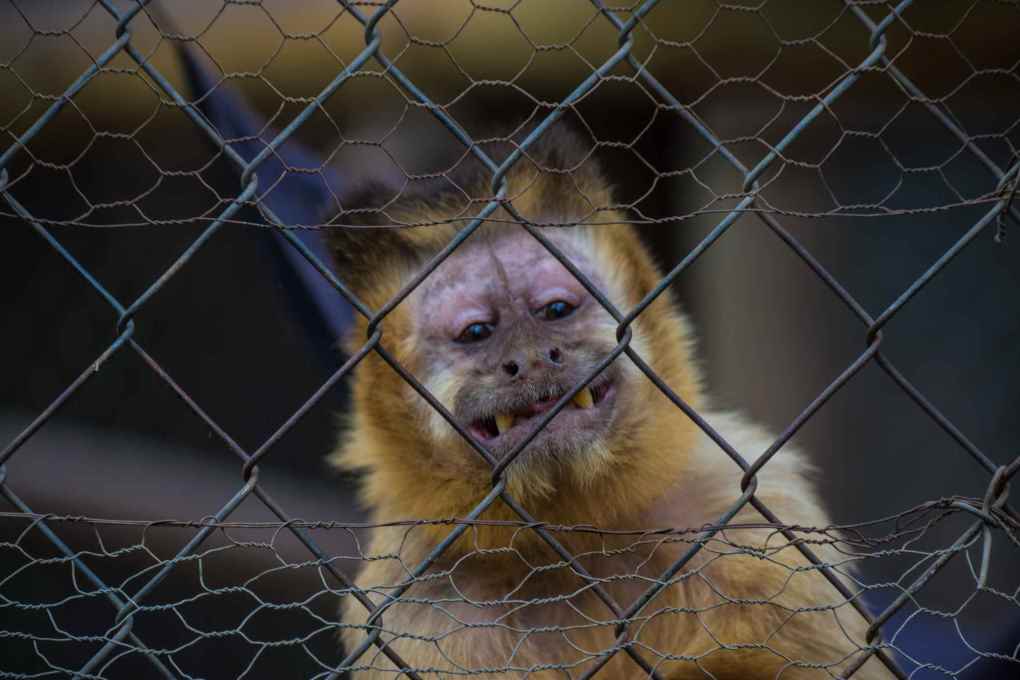 В Чили вылечили обезьяну от алкоголизма