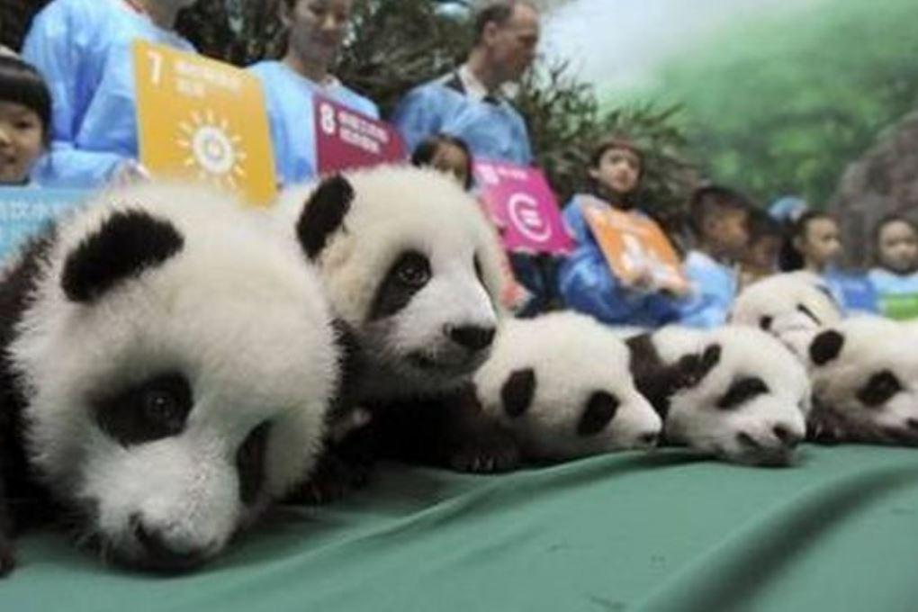 В Китае родились шесть пар близнецов панд