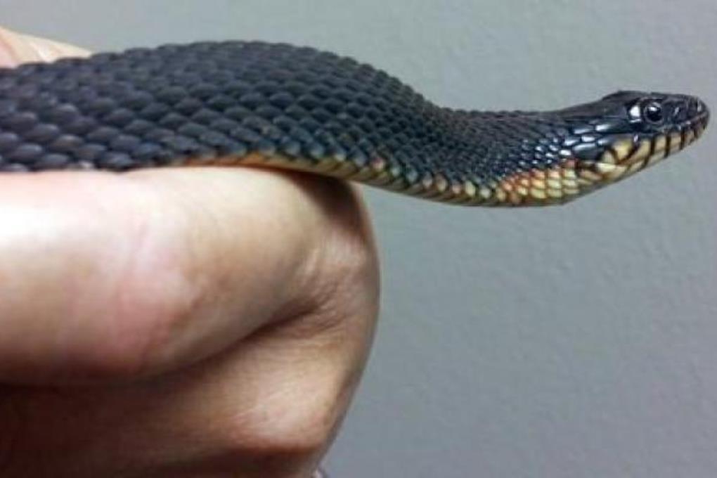 В неволе змеи могут размножаться без спаривания