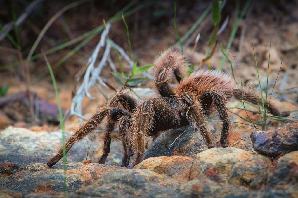 В пойме Австралии нашли 25 тысяч тарантулов