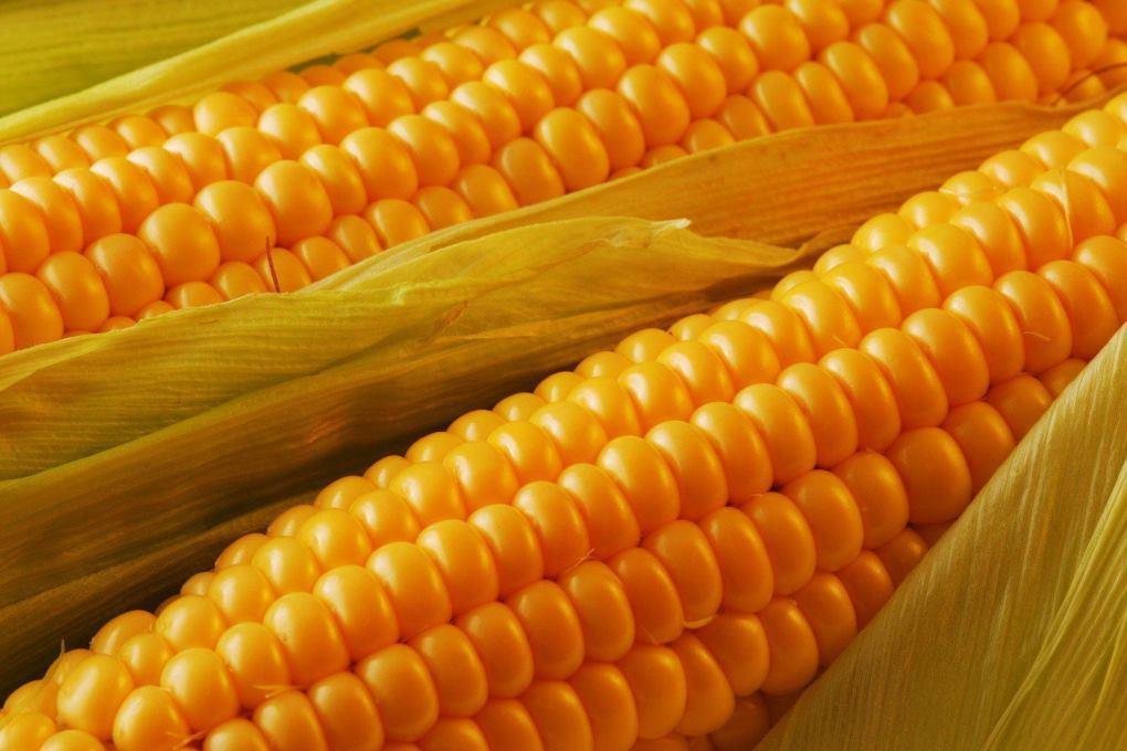 Китаец признался в заговоре целью которого была кража семян американской кукурузы